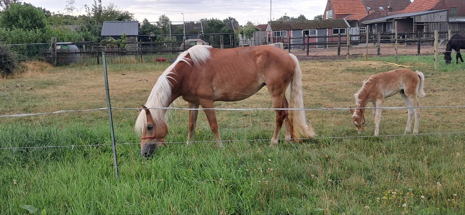 Jument haflinger de 7 ans avec poulain, Jument, Avec pedigree