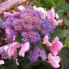 Hydrangea Hot Chocolate, Jardin & Terrasse, Plantes | Arbustes & Haies, Enlèvement