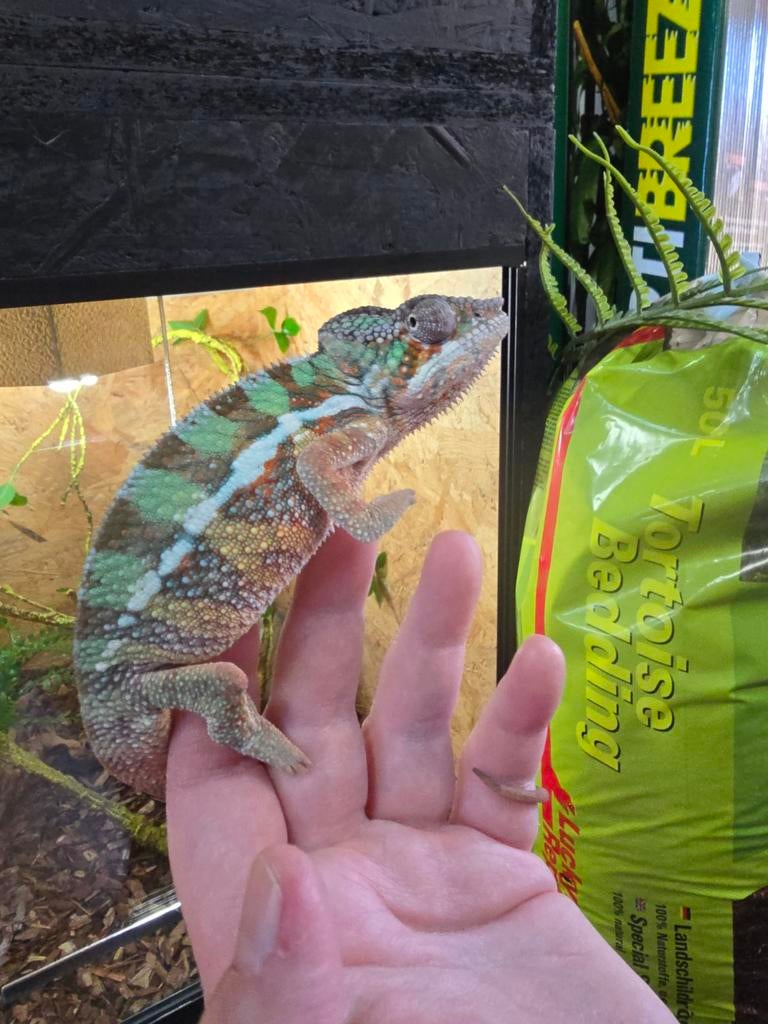 Furcifer pardalis ambilobe 2025, Dieren en Toebehoren, Reptielen en Amfibieën