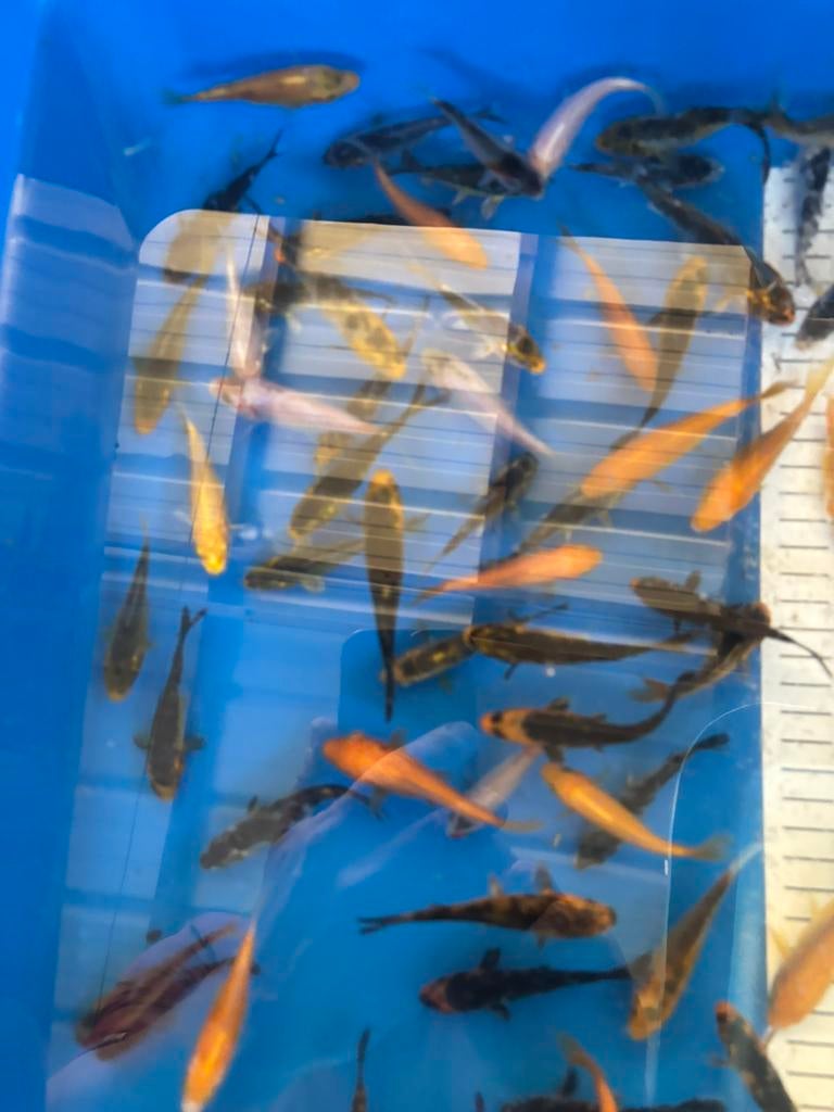 Koi vanaf 1,50 euro, Dieren en Toebehoren, Vissen | Vijvervissen, Karper of Koi