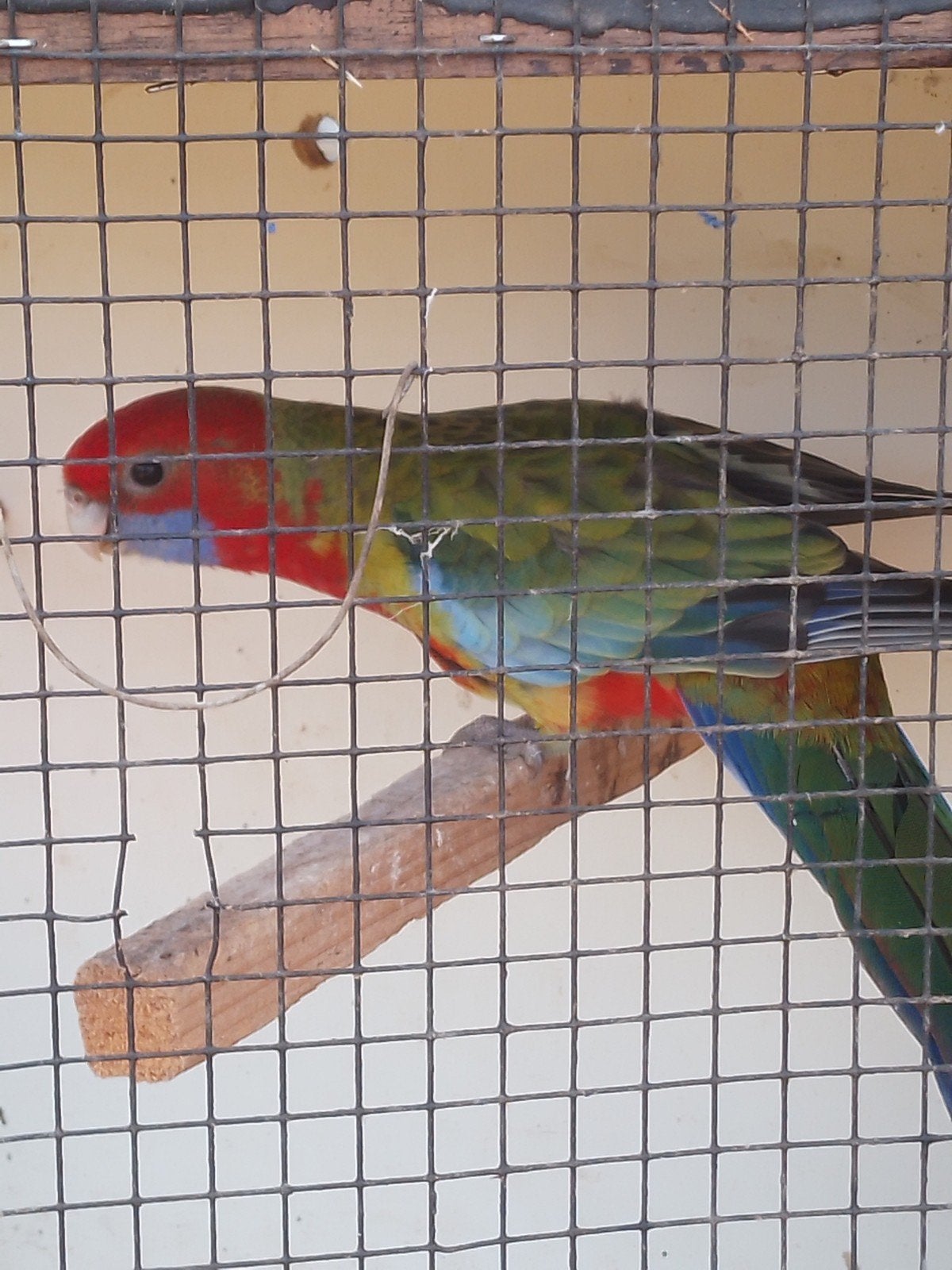 pennant pop van 2026, Dieren en Toebehoren, Geringd