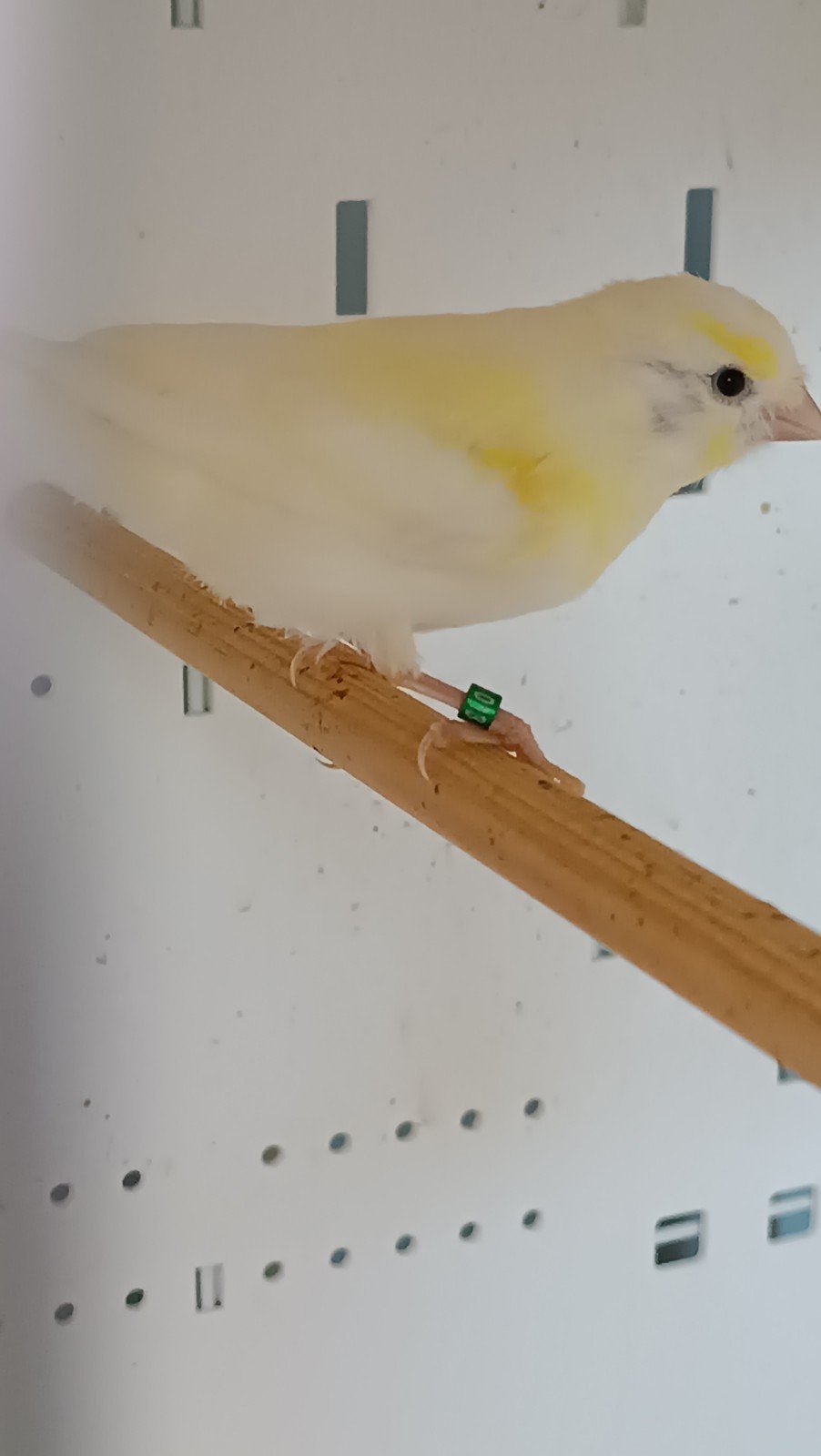 Kanarie man, Dieren en Toebehoren