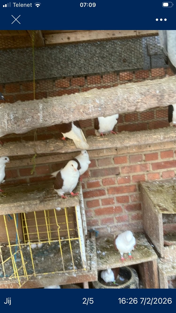 Luikse meeuw  rood duiven, Meerdere dieren, Overige soorten