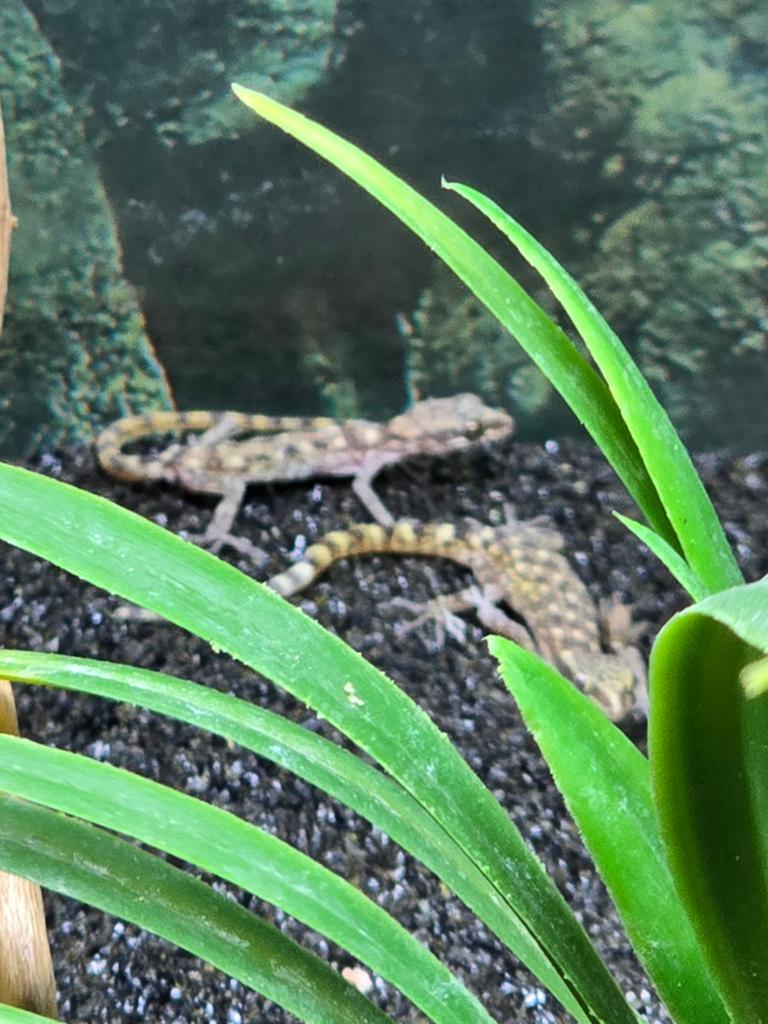We hebben weer prachtige tropiocolotes steudneri, Animaux & Accessoires, Reptiles & Amphibiens, Amphibien