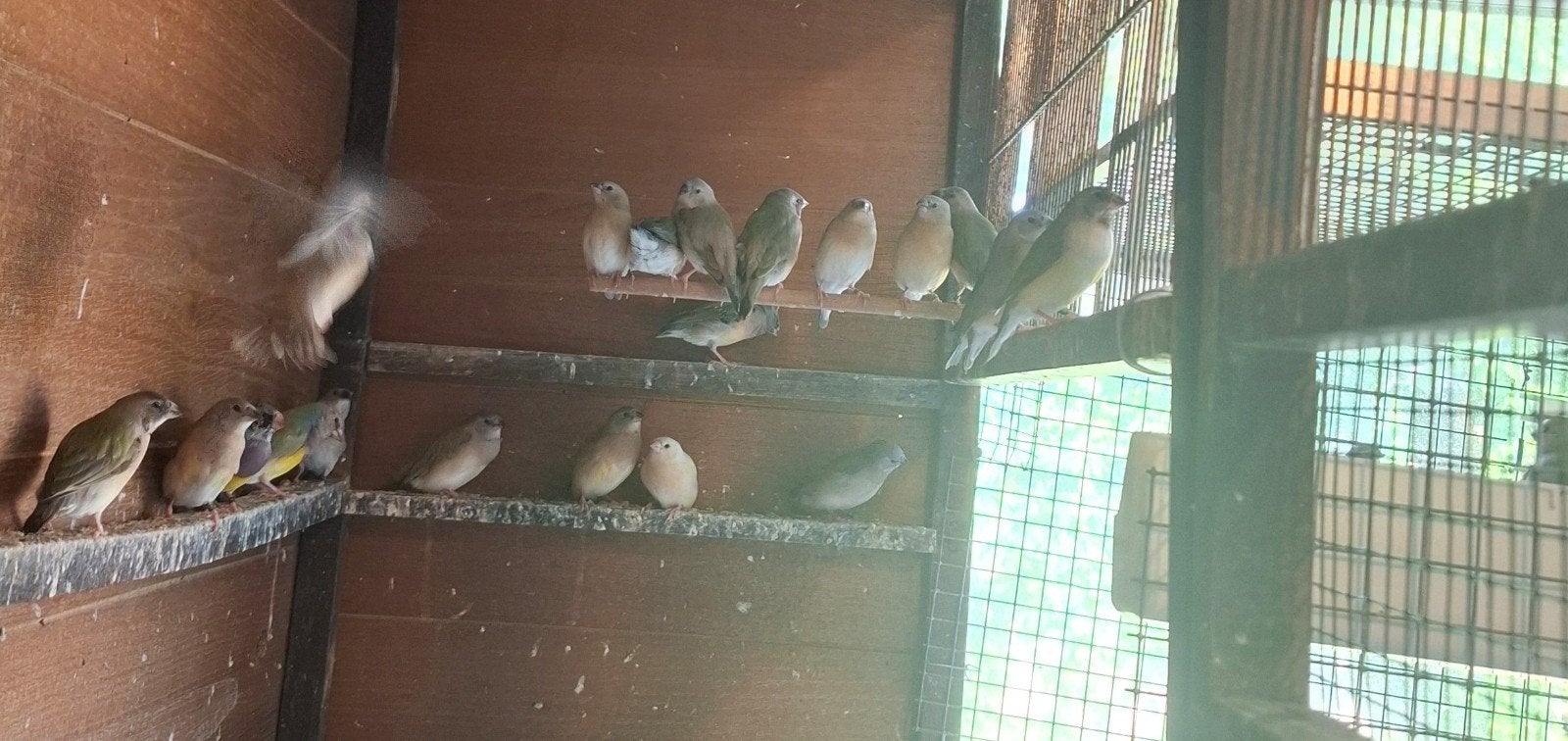 Gouldamadines, Animaux & Accessoires, Oiseaux | Oiseaux Autre