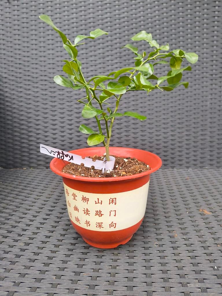 Kaffir limoen (citrus Hystrix) plant, Tuin en Terras, Ophalen, Volle zon, Vaste plant, Zomer