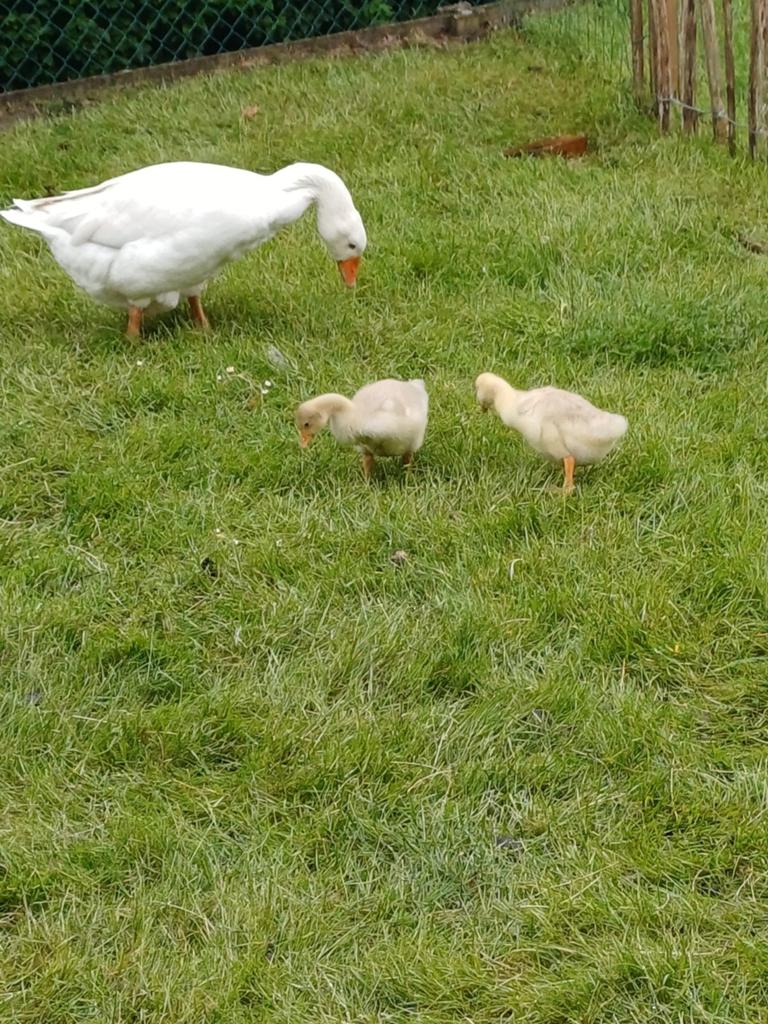 2 jonge witte boerenganzen