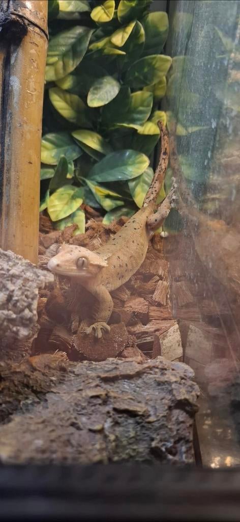 Lieve wimpergekko dame dalmatier zoekt 5️, Dieren en Toebehoren