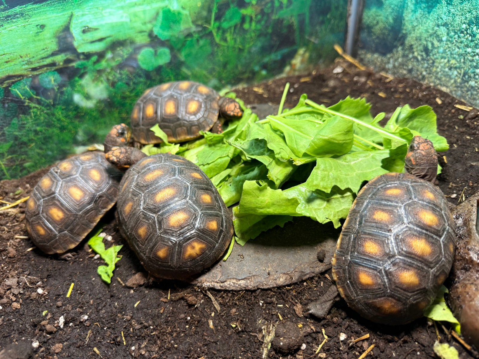 Nakweek Chelonoidis carbonarius - kolenbrander landschildpad, Dieren en Toebehoren, Schildpad, 0 tot 2 jaar