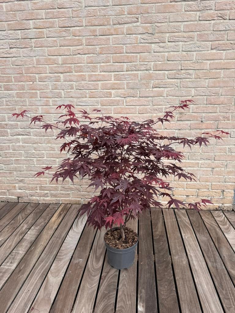 Japanse Esdoorn “ Acer Palmatum Bloodgood “, Tuin en Terras, Planten | Bomen, Overige soorten, Minder dan 100 cm, Halfschaduw