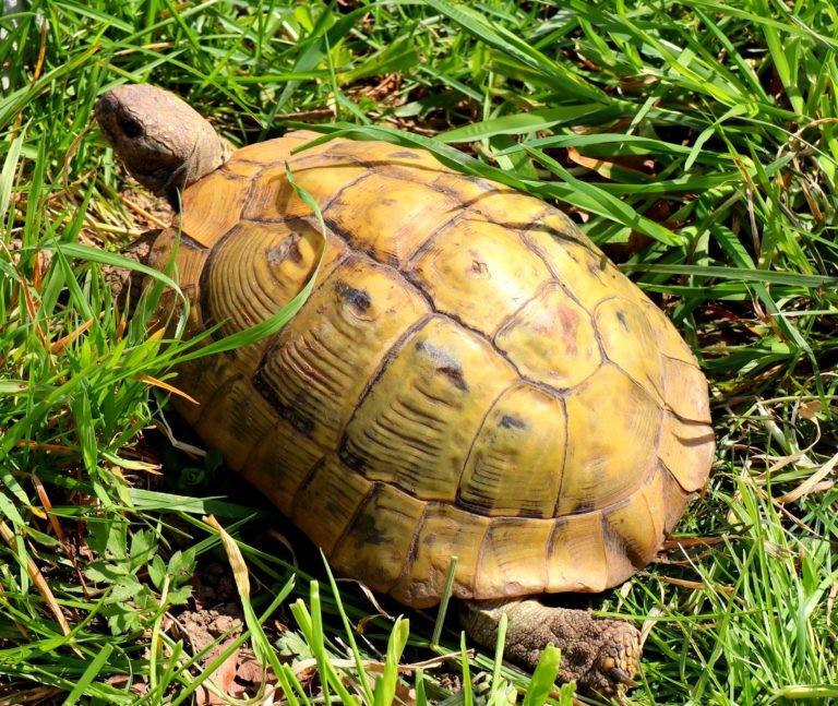 chercher male hermanni boettgeri yellow, Animaux & Accessoires, Tortue