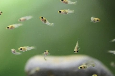Bébés guppys, Animaux & Accessoires