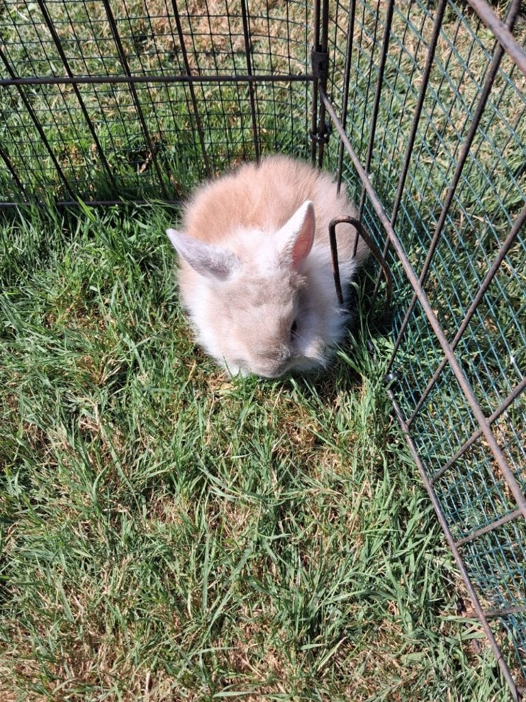 dwergkonijntjes, Juni, Meerdere dieren, Overige typen, Tam