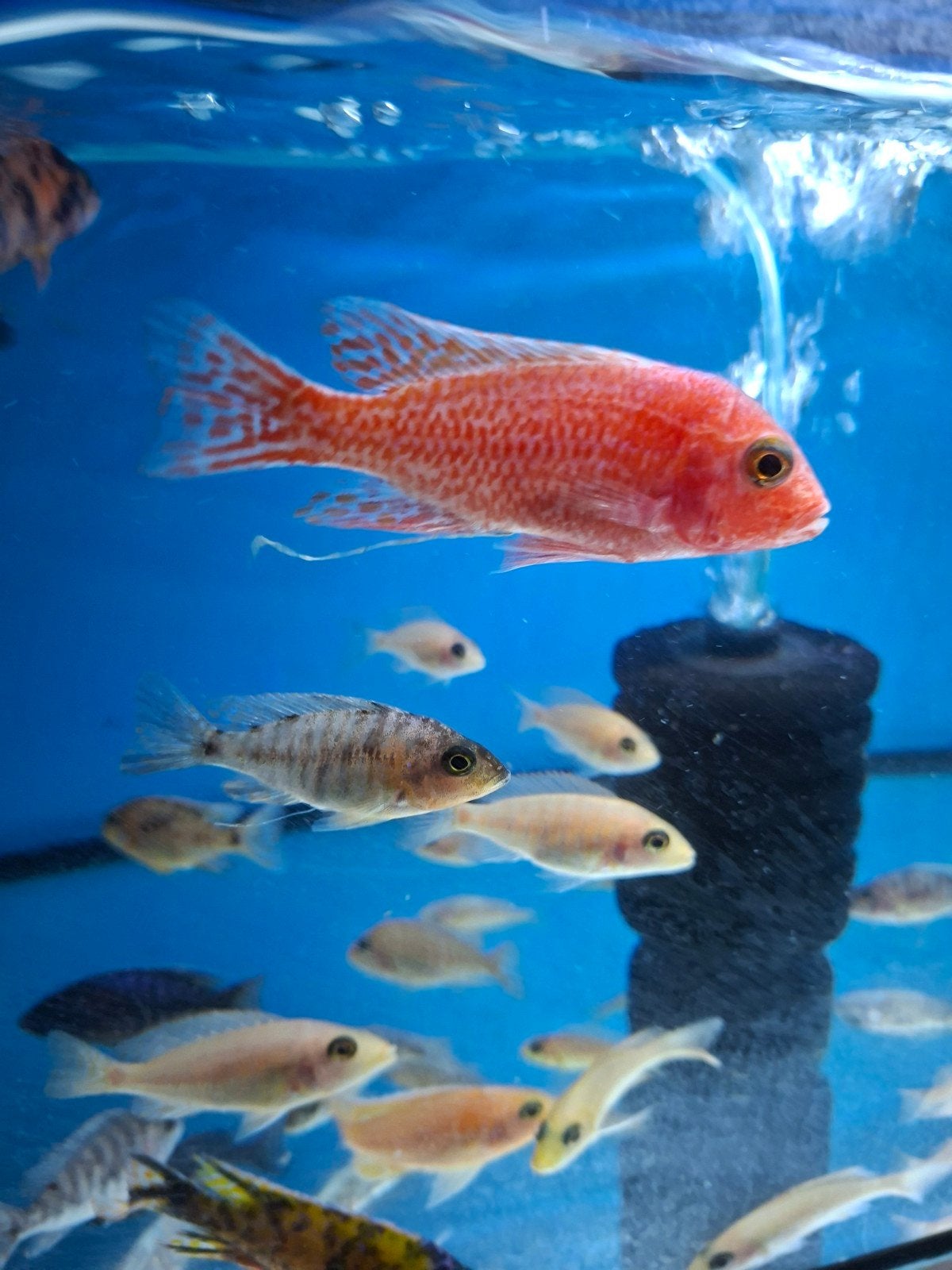 Cichlides malawi trio fire fish