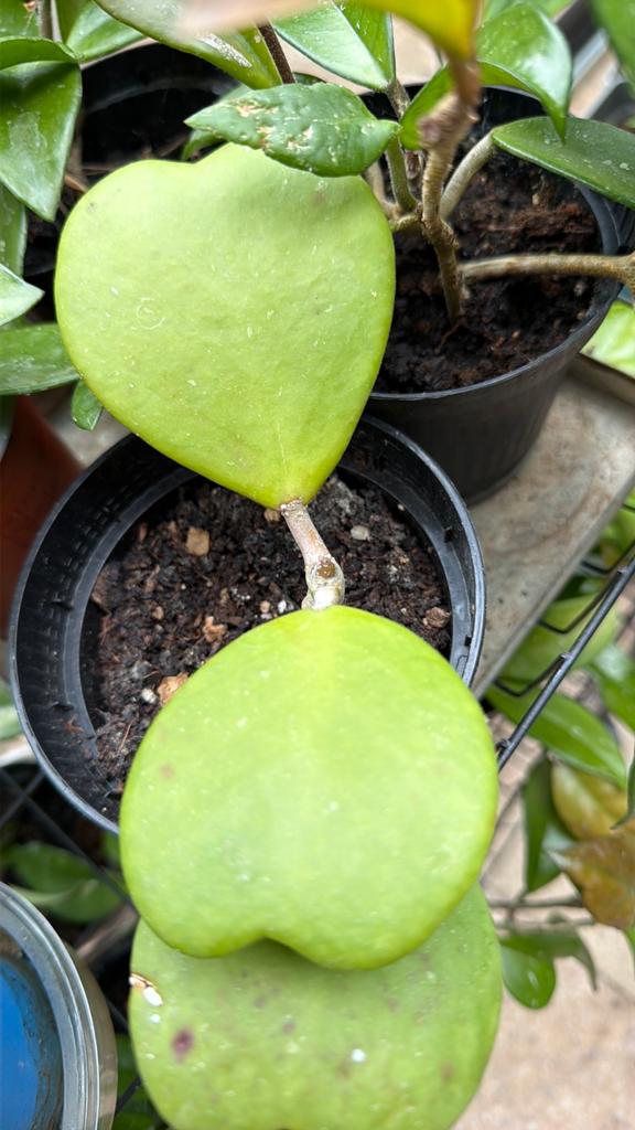 Hoya’s, Huis en Inrichting, Ophalen