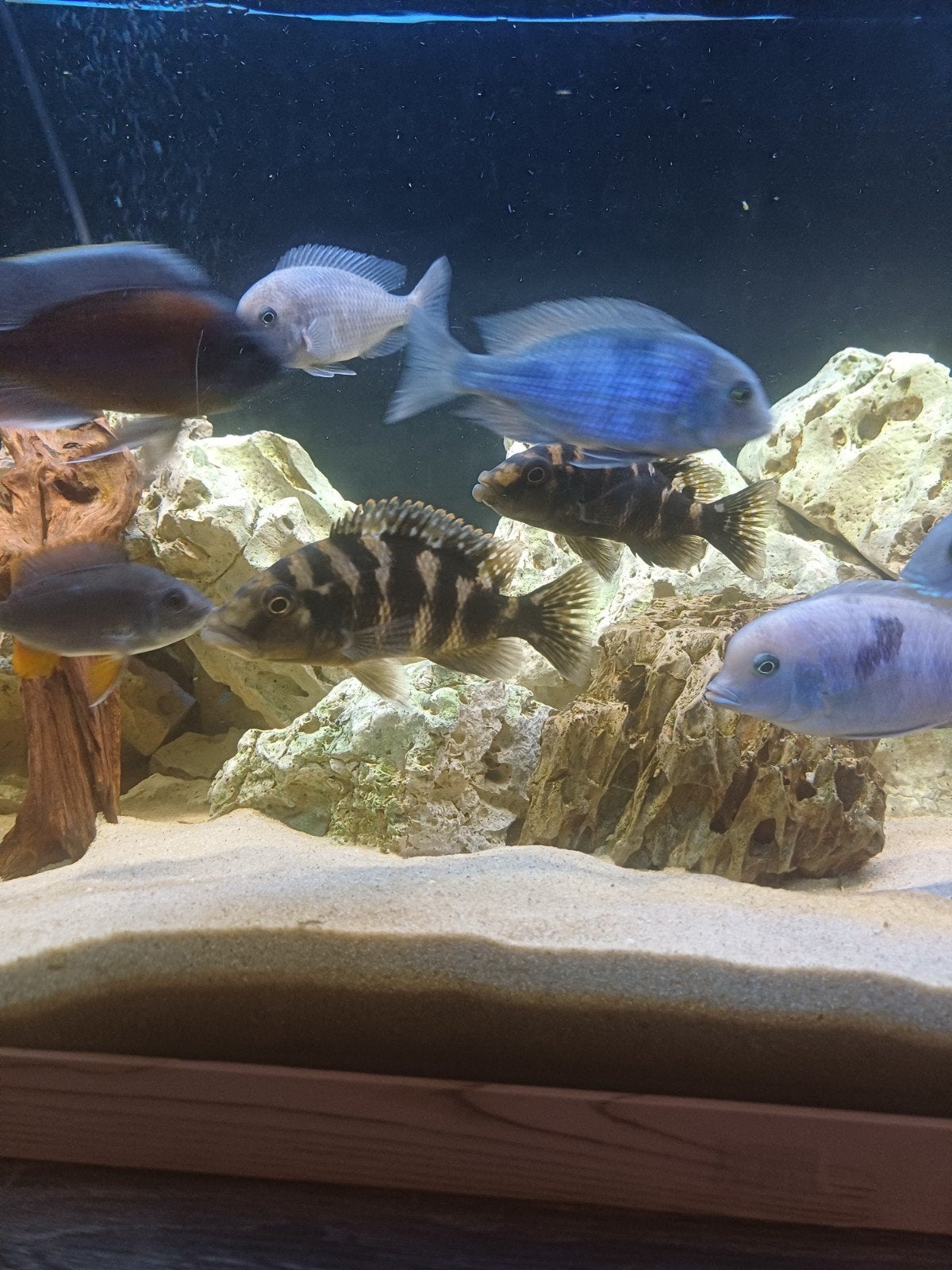 Juwel rio 180 met Cichliden en toebehoren, Ophalen, Juwel, Inclusief toebehoren, Gevuld zoetwateraquarium