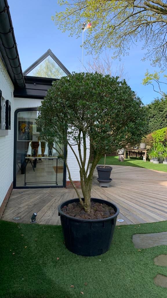 SCHIJNHULST OSMANTHUS HETEROPHYLLUS, Tuin en Terras, Planten | Bomen, Ophalen, In pot