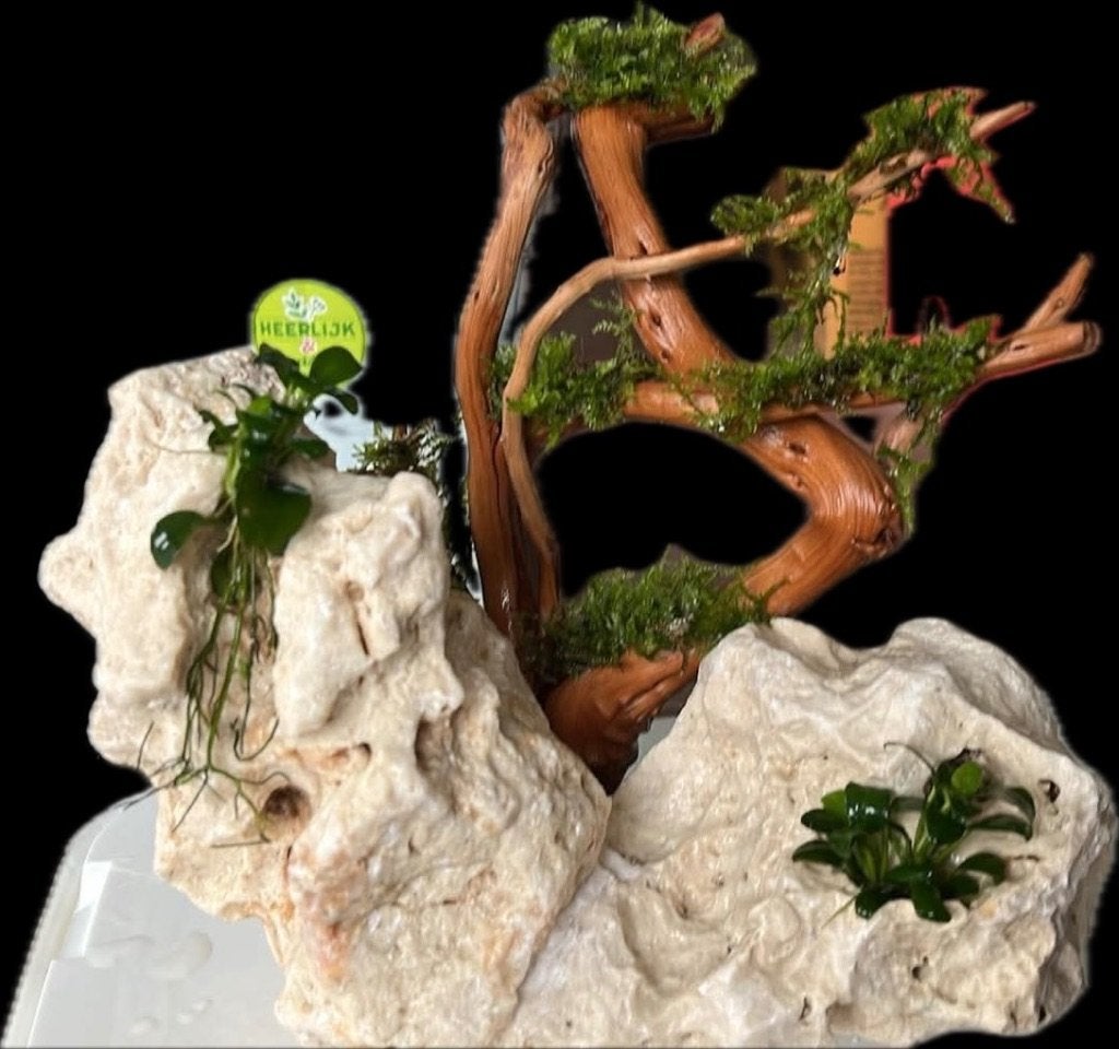 Aquarium ornament, Ophalen, Nieuw, Plant(en), Steen of Hout
