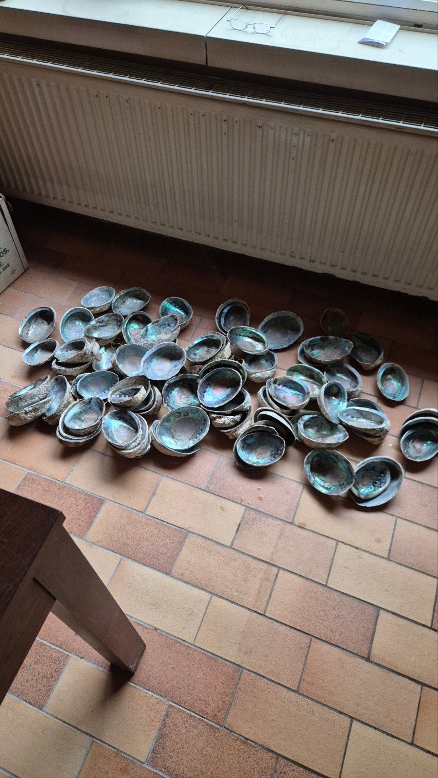 parel schelpen, Ophalen, Schelp(en)