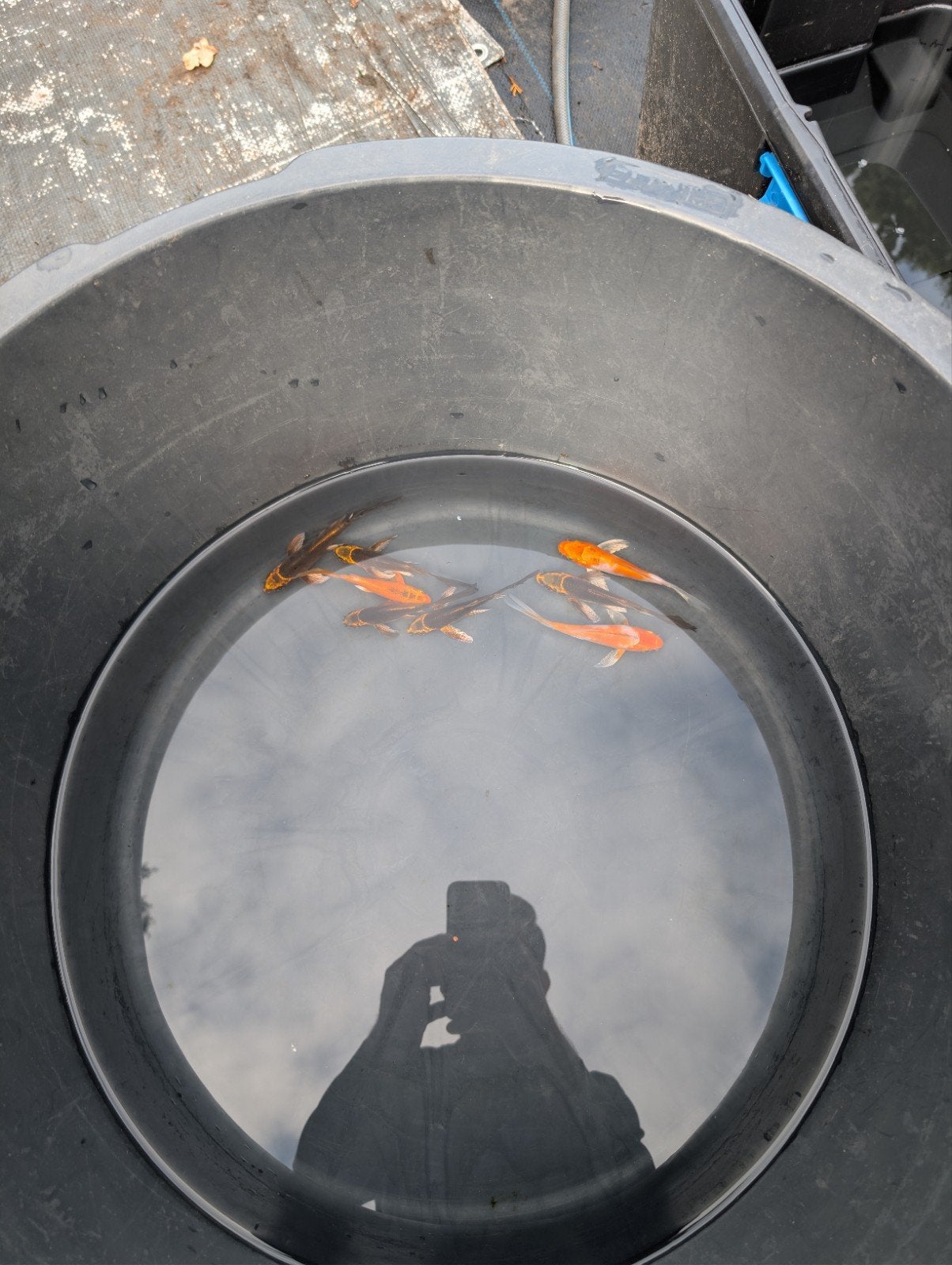 Japanse nakweek butterfly's koi''s te koop 8-10cm, Carpe ou Koï