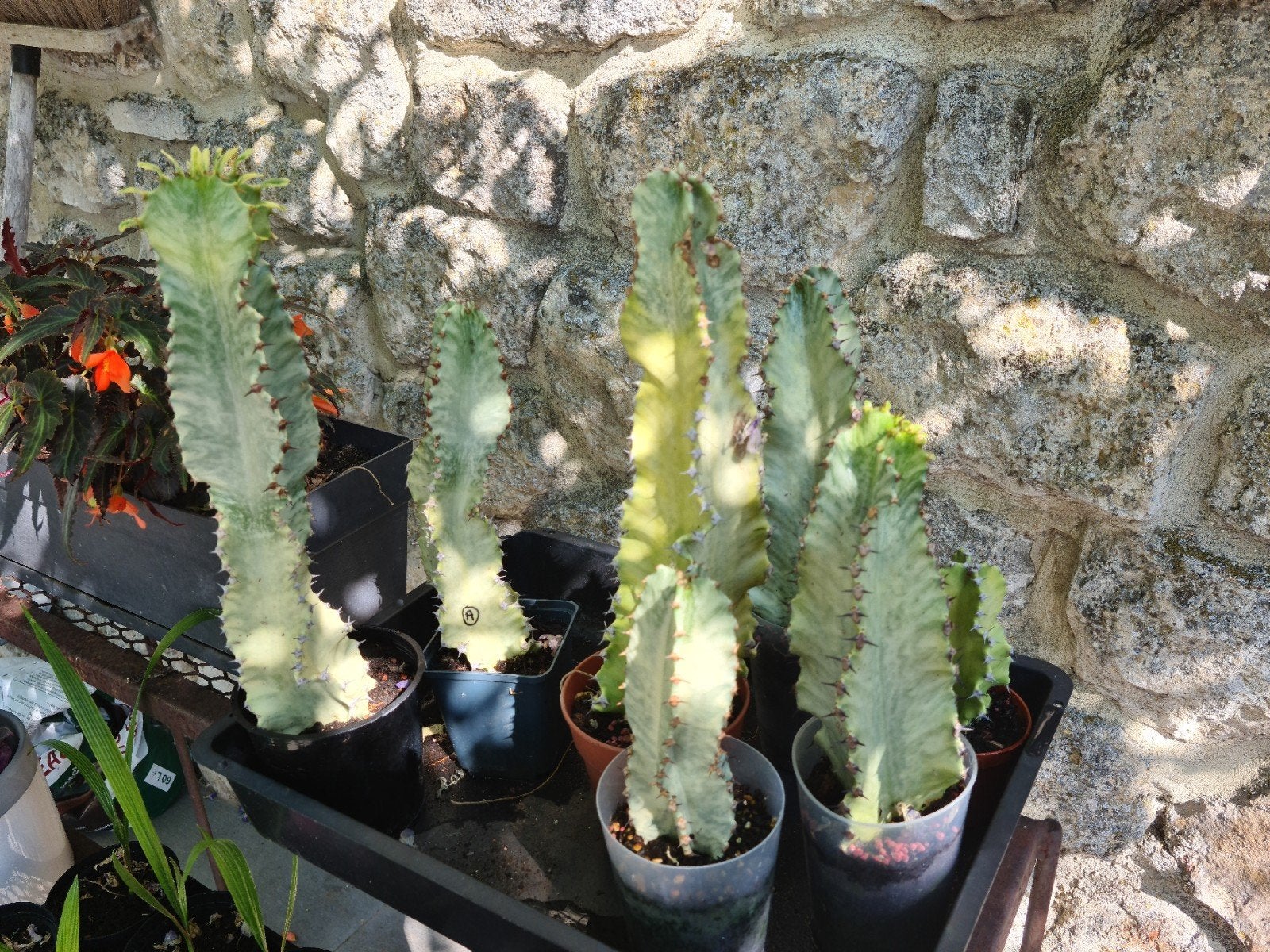 Euphorbia ingens amak., Ophalen