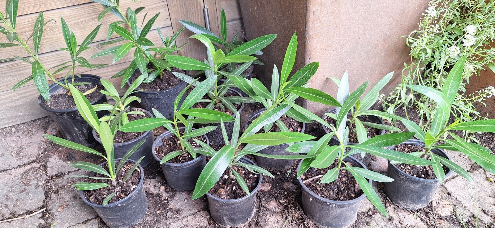 Oleander tuinplanten (€3/stuk), Tuin en Terras, Ophalen of Verzenden, Zomer, Vaste plant