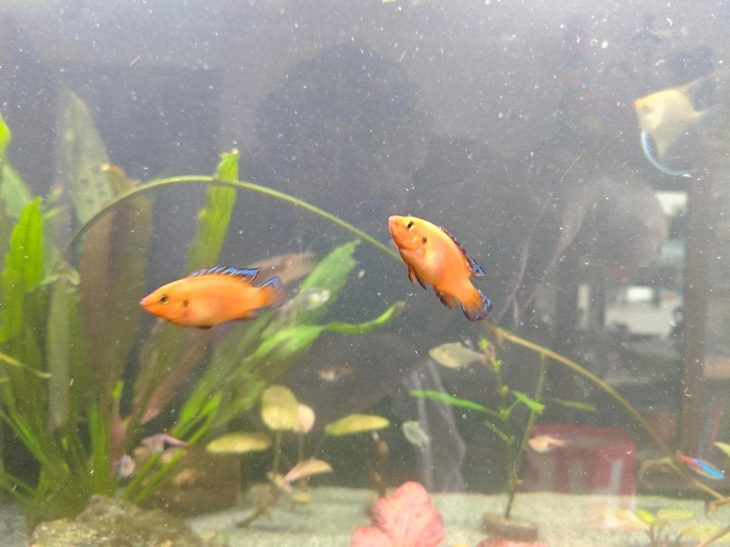 Chiclide Hemichromis Exsul 5 x gratis, Vis, Zoetwatervis
