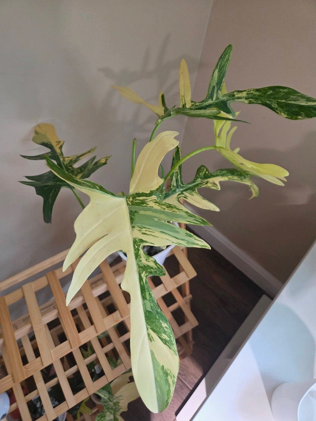 Philodendron Florida Beauty X Mayoi 🌱💚