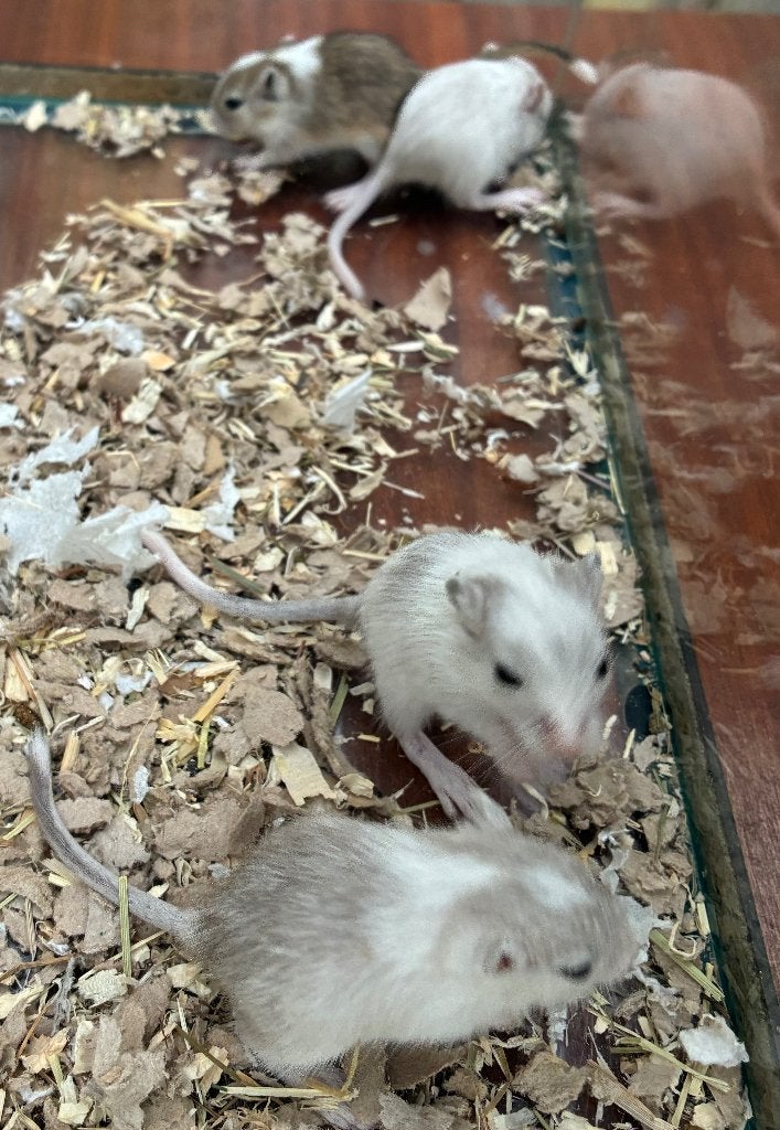 4 jonge gerbil pups, Animaux & Accessoires, Rongeurs, Plusieurs animaux, Autres types, Mai, Domestique