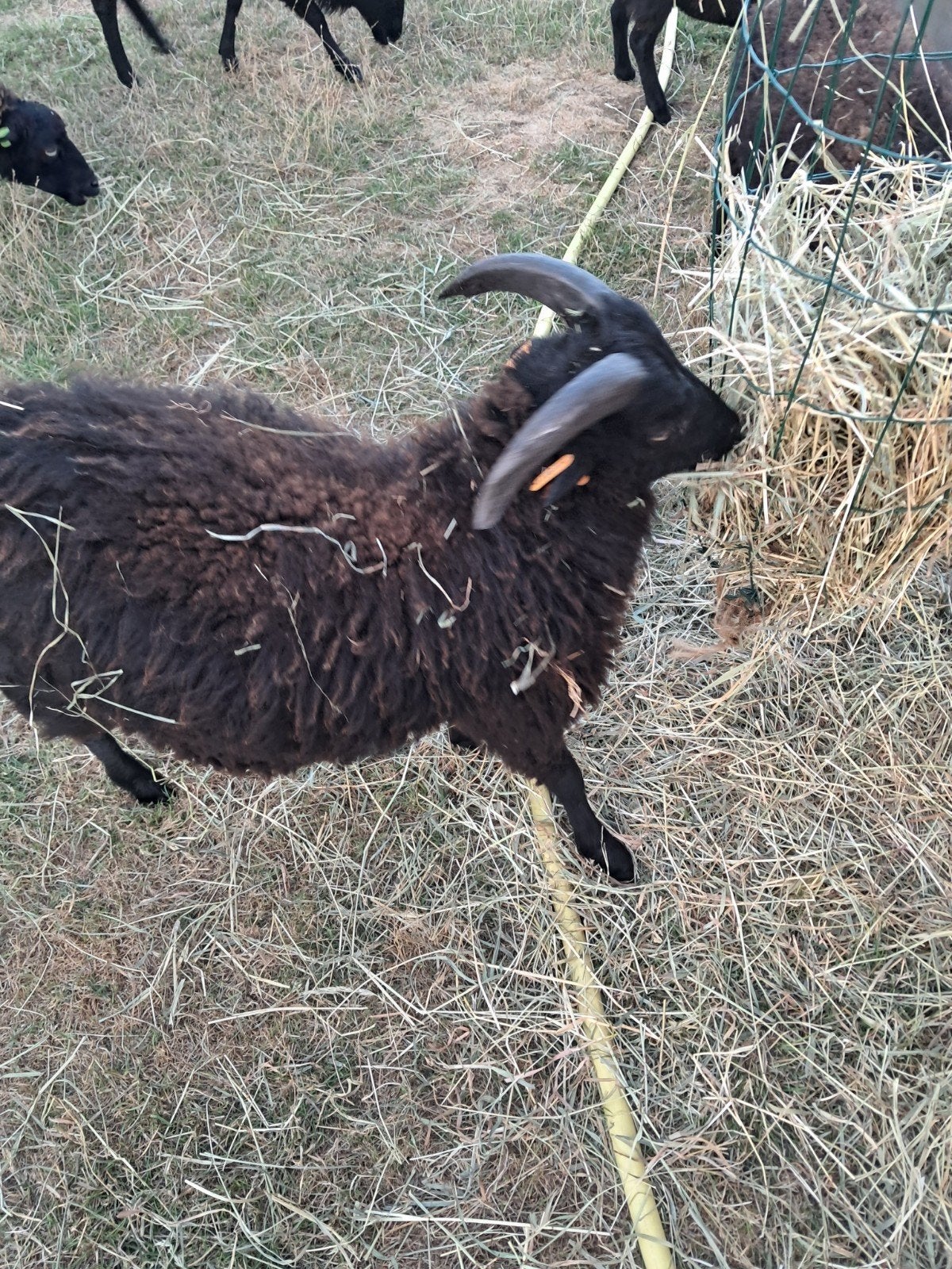 ouessant ram