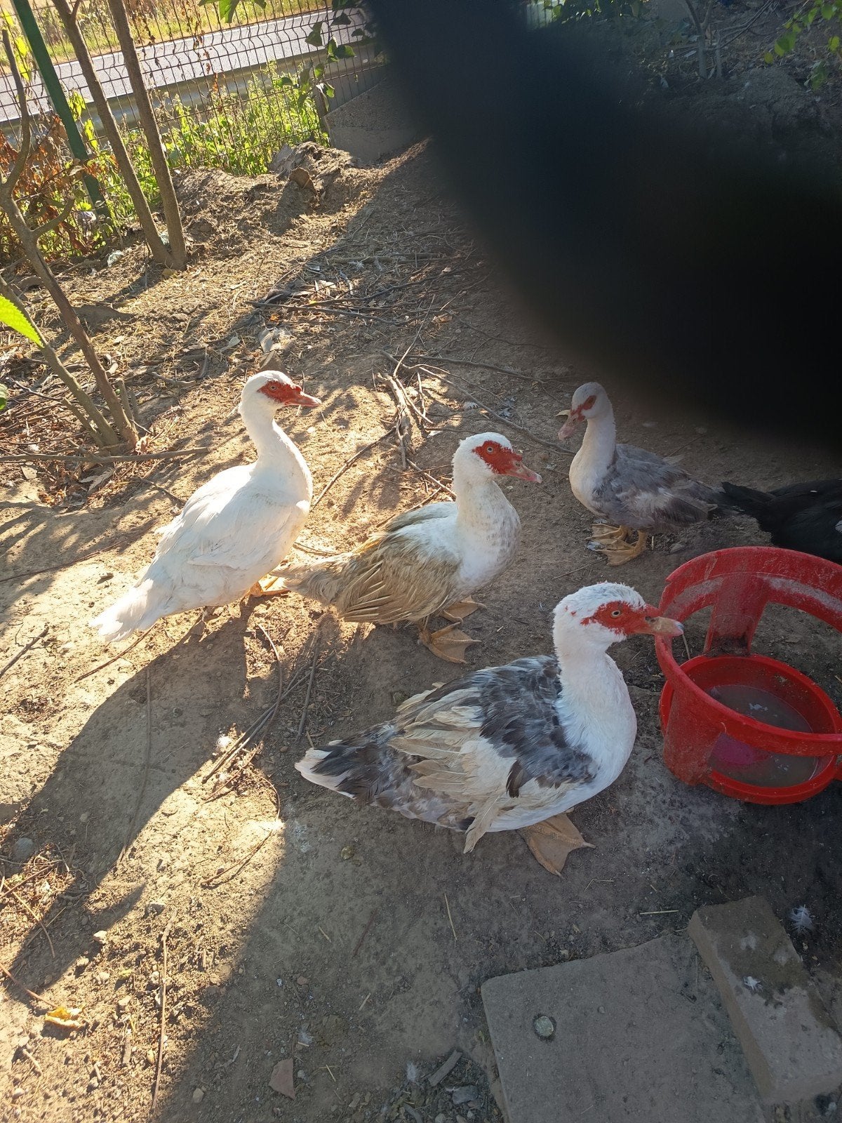 barberies, Mâle, Canard