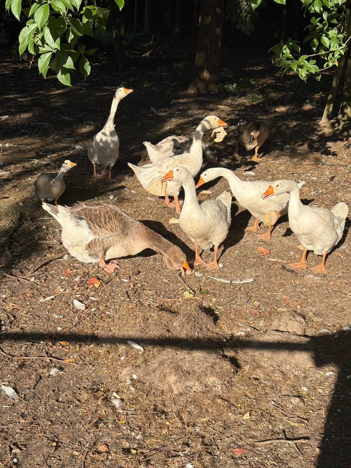 Ganzen te koop, Dieren en Toebehoren, Pluimvee, Meerdere dieren, Gans of Zwaan