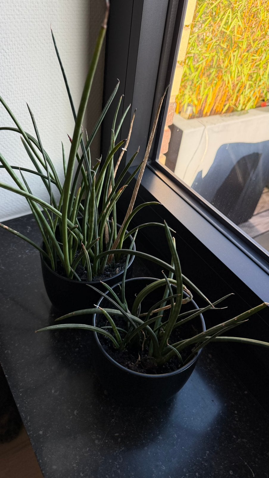 2 keramieken potten met plantje, Ophalen