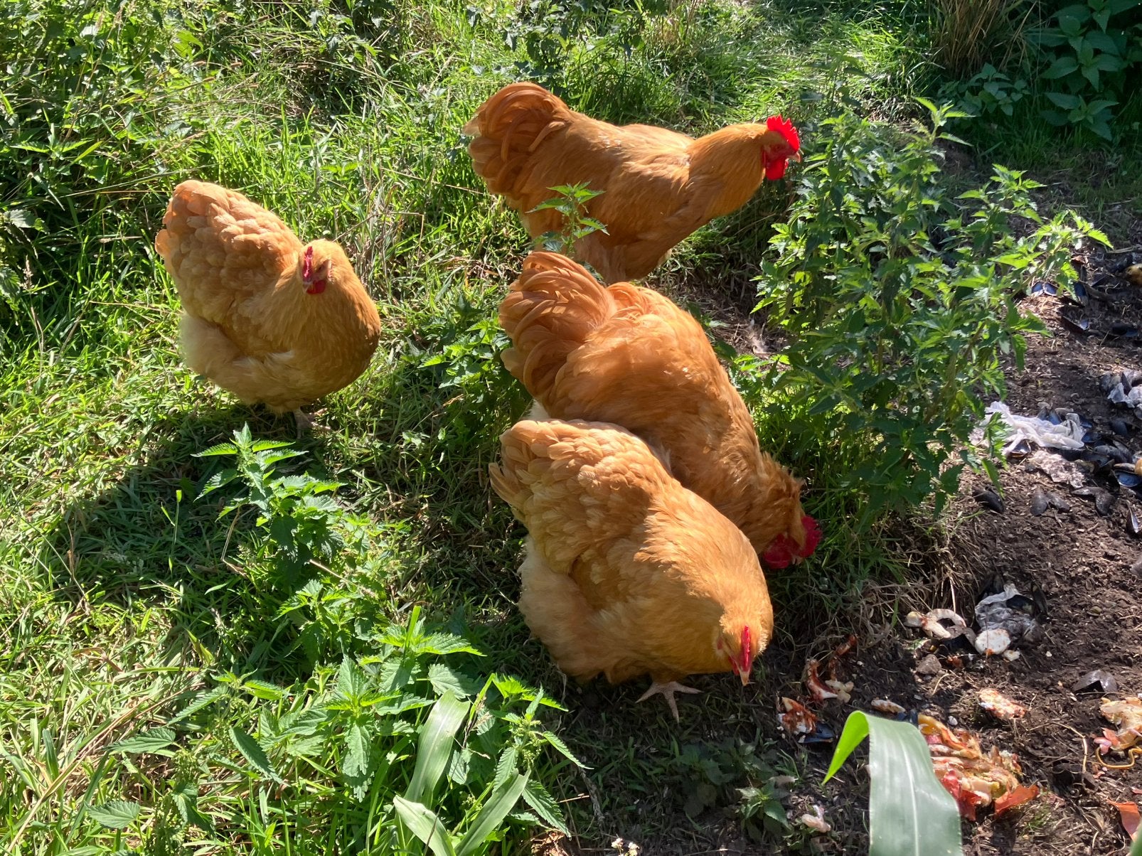 Orpington buff haan, Dieren en Toebehoren