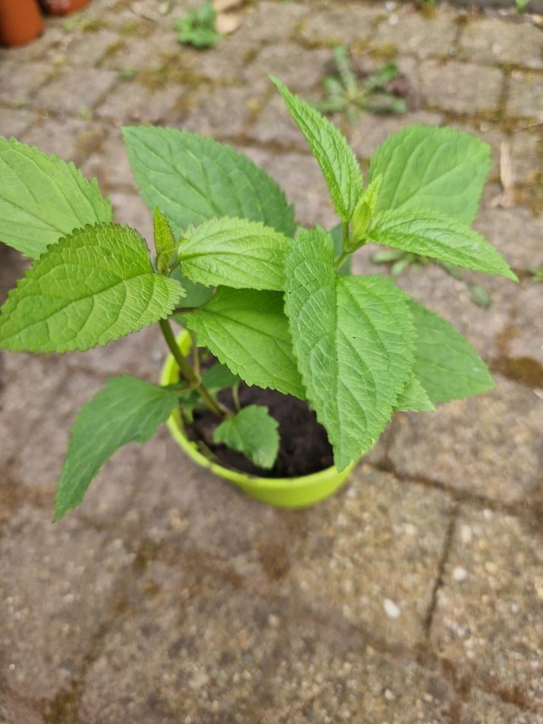 Knopig helmkruid, inheems, Tuin en Terras, Ophalen, Winter, Vaste plant