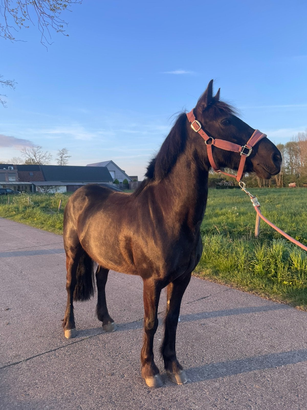 pony te koop, Dieren en Toebehoren, Paarden