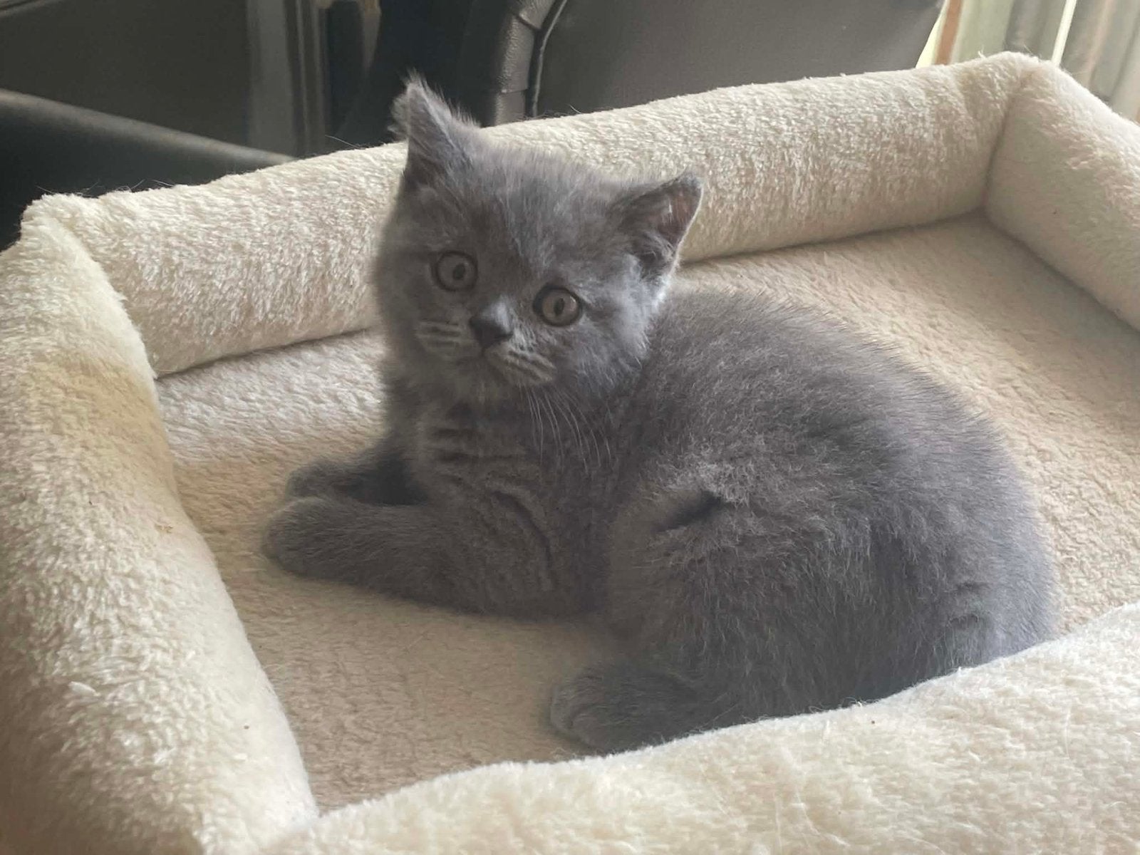 Brits korthaar, Animaux & Accessoires, Chats & Chatons | Chats de race | Poil ras, Chat, Avec pedigree, 0 à 2 ans
