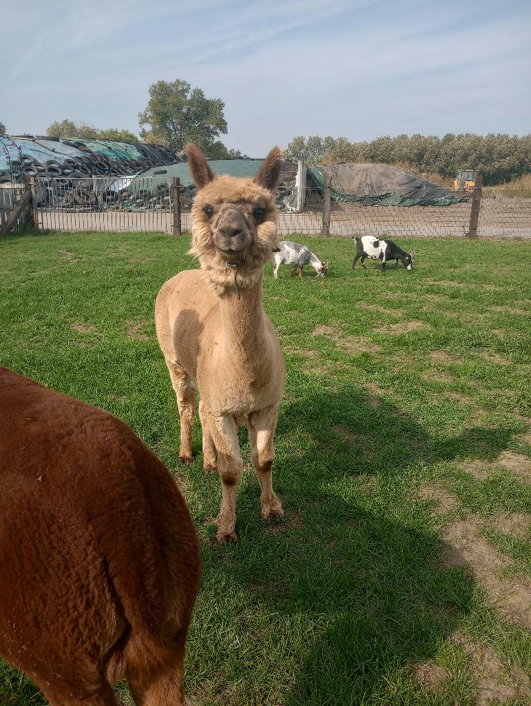 Alpaca hengst, Dieren en Toebehoren, Overige Dieren, Juni, Mannelijk