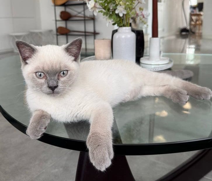Britse korthaar kitten (Blue point), Kater, Gechipt, 0 tot 2 jaar