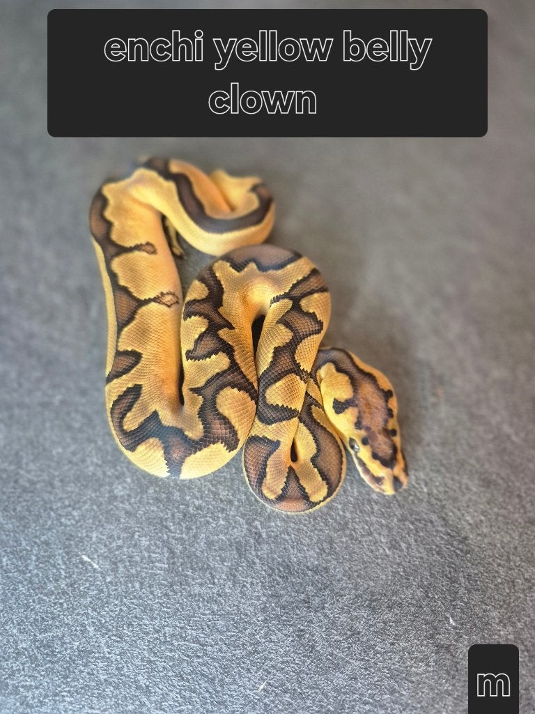 Python regius, Animaux & Accessoires, Serpent, 0 à 2 ans