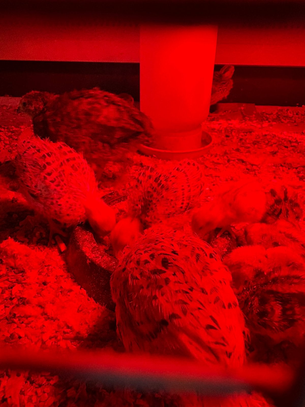 jonge japanse kwartels, Dieren en Toebehoren, Pluimvee, Meerdere dieren, Overige soorten