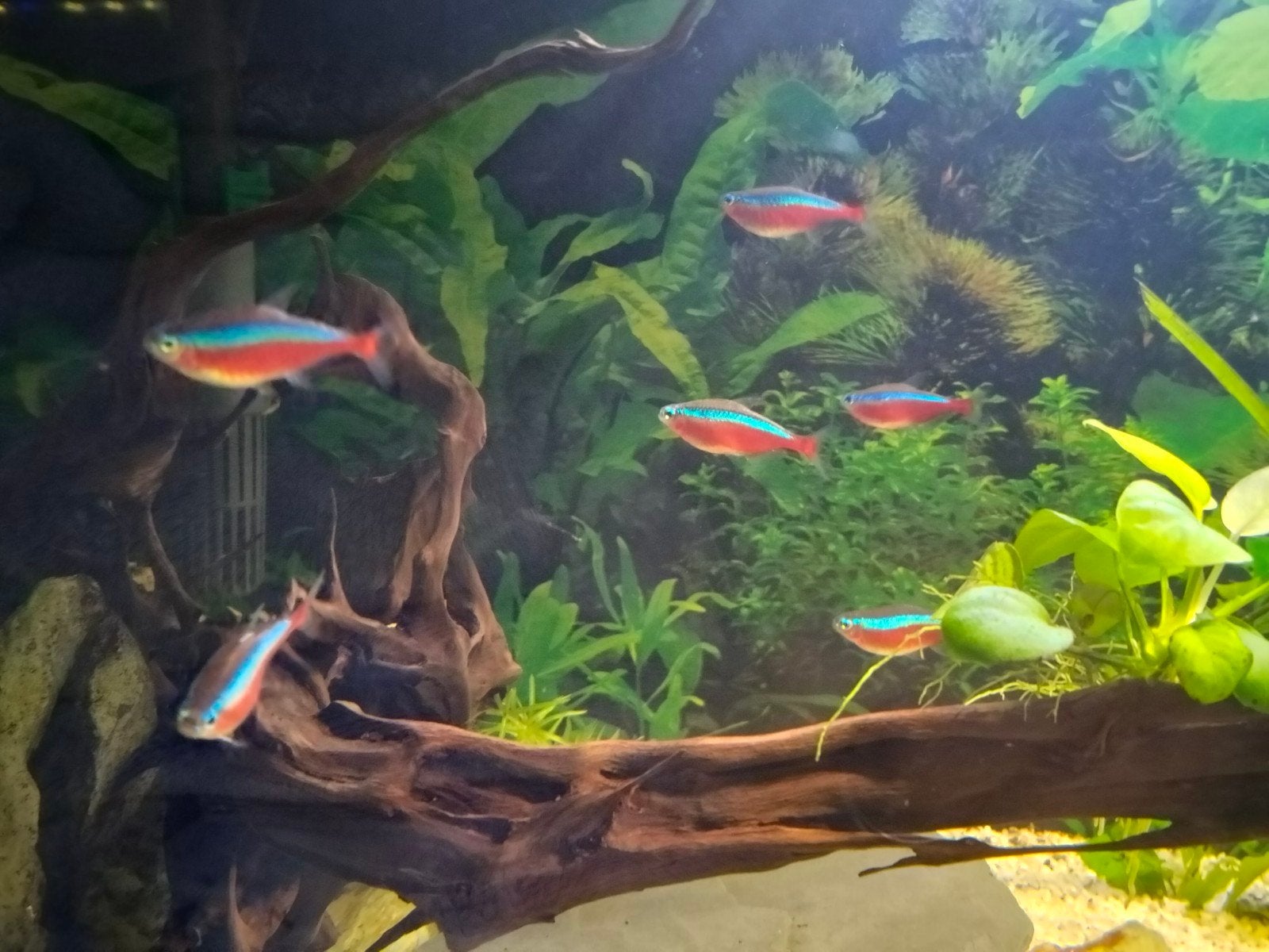 Cardinalis - Neon Rouge, Animaux & Accessoires, Poisson