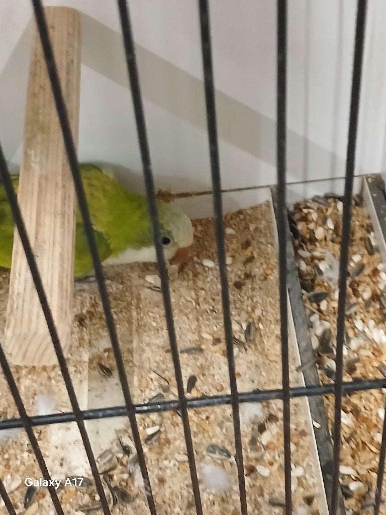 Muisparkieten, Dieren en Toebehoren