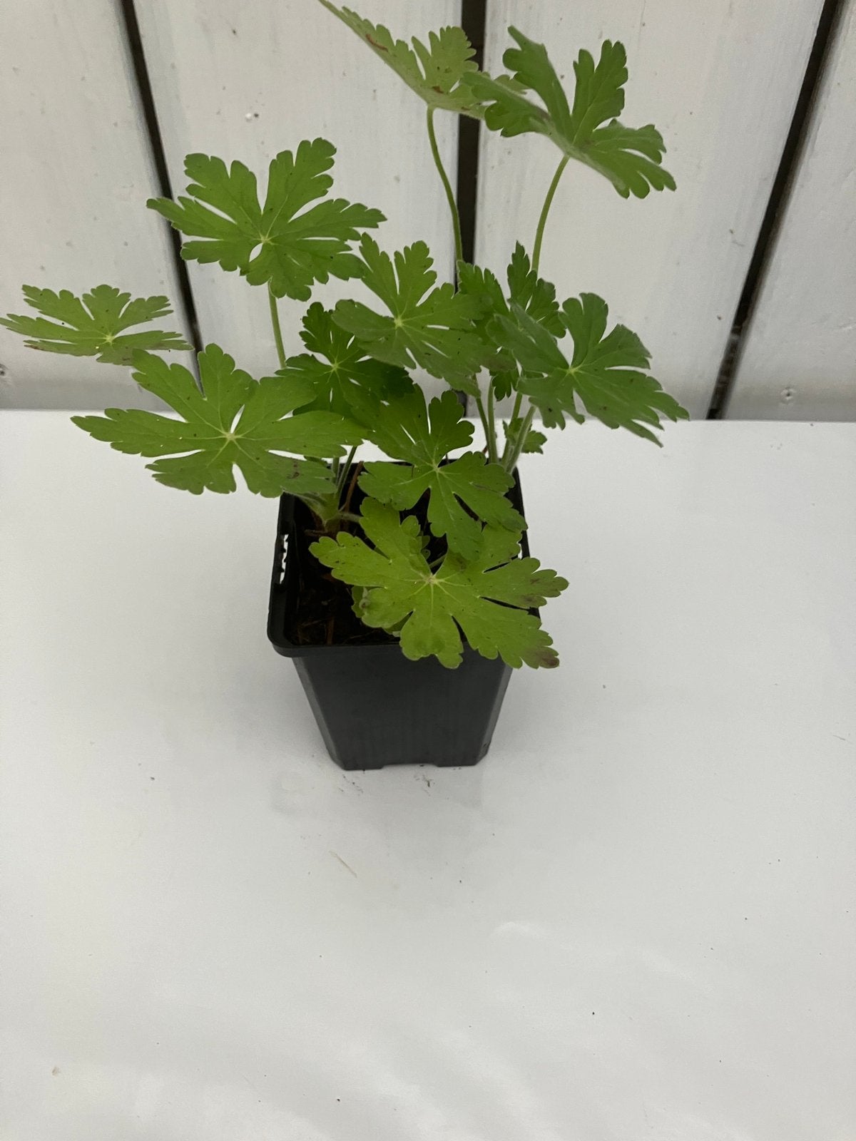 Geranium macrorrhizum, Jardin & Terrasse, Plantes | Jardin, Enlèvement