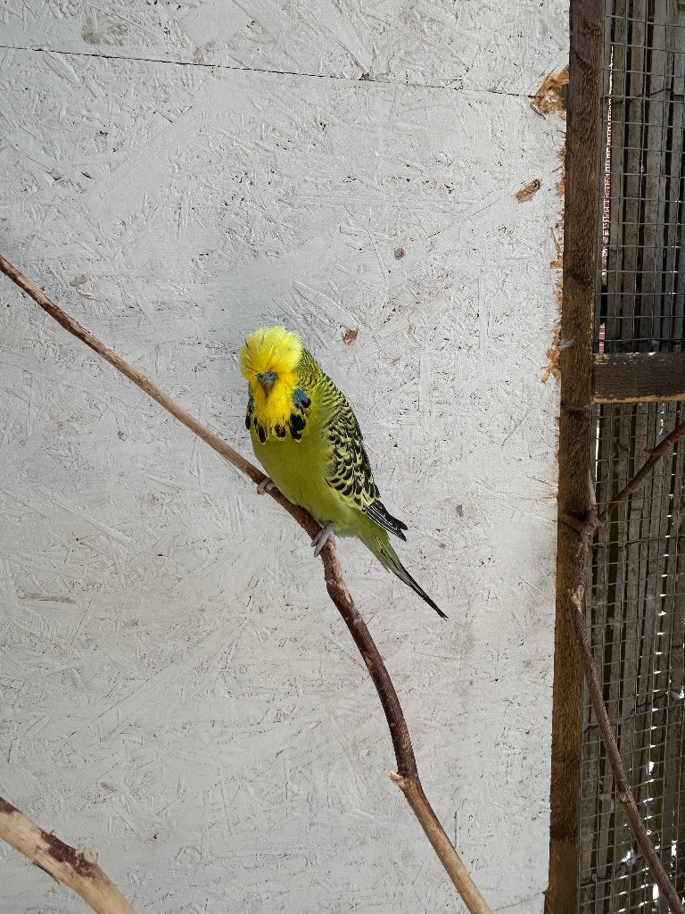 Engelse Grasparkieten, Mâle, Perruche, Bagué