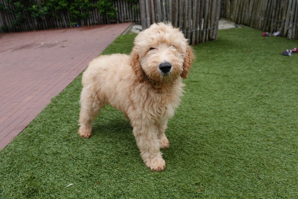 Prachtige mini Labradoodle pups, met stamboom, Dieren en Toebehoren, Parvo, België, Overige rassen, 8 tot 15 weken