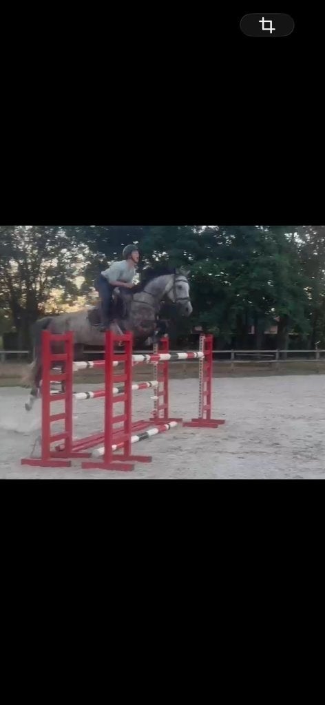 8 jarige merrie ,Bamako de Muze  Coronado, Jument, Z, Cheval de saut, Avec pedigree