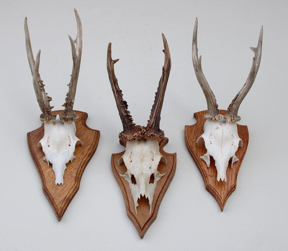 3 x groot REE GEWEI op eikenhouten schild - set A, Verzamelen, Dierenverzamelingen, Ophalen of Verzenden, Gebruikt, Hert, Gewei of Kop