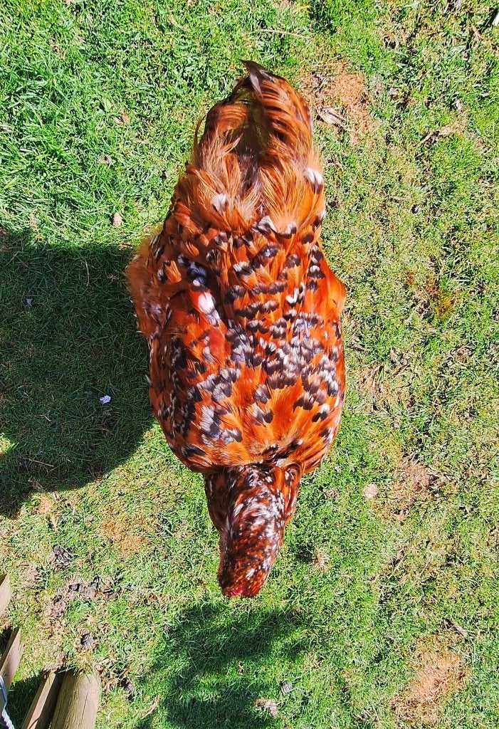 2 hennen Wyandotte rood/porselein, Femelle, Poule ou poulet