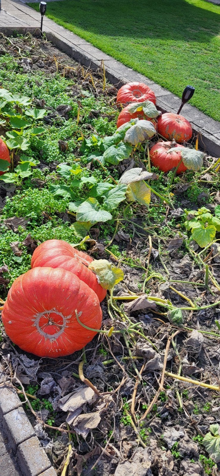 pompoenen,  groot en butternut, Enlèvement, Automne